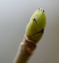 Attachment Image
