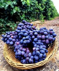 Attachment Image